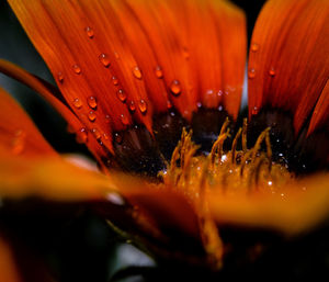 Close-up of wet orange flower