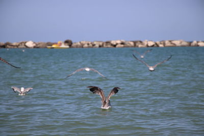 Seagulls flying over sea against sky