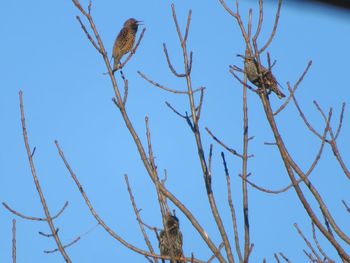 Low angle view of birds perching on branch against blue sky