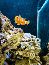 View of fish swimming underwater