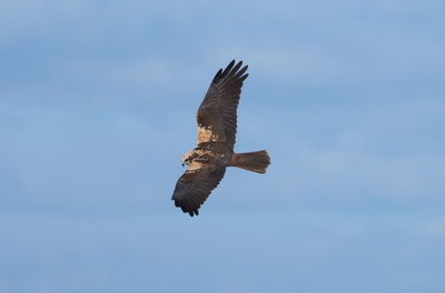 Low angle view of eagle flying in sky