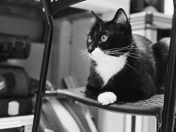 Close-up of cat sitting on seat at home