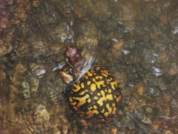 High angle view of turtle in sea