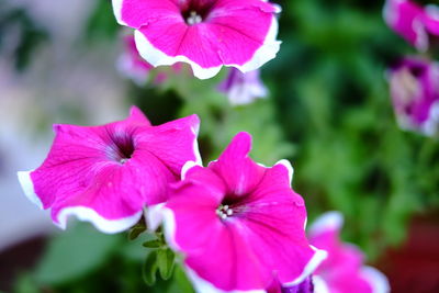 Close-up of pink hibiscus blooming outdoors