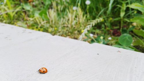 High angle view of ladybug on table