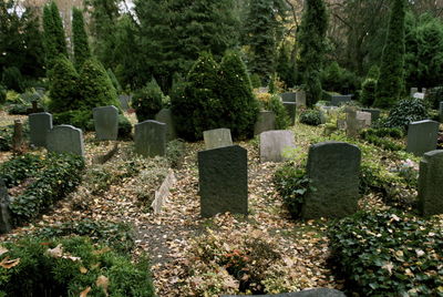 Plants and tombstones at cemetery