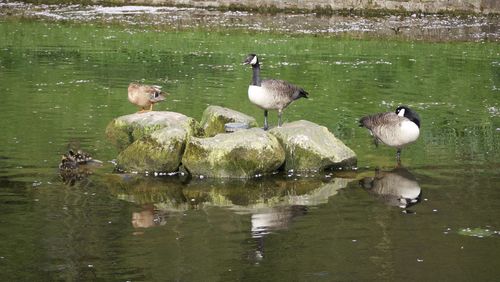 Birds perching on lake