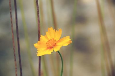 Close-up of yellow flower