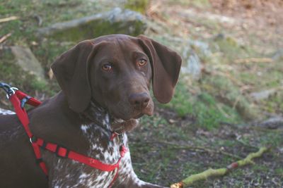 Close-up portrait of dog looking away