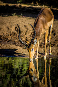 Impala drinking water