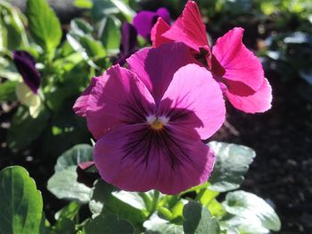 Close-up of pink flower blooming outdoors