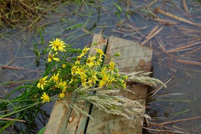 Close-up of yellow flowers