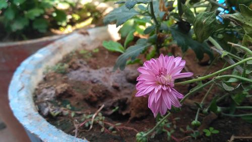 Close-up of pink flower blooming outdoors