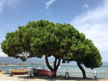 Tree by sea against sky