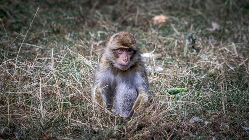 Portrait of lion sitting on land