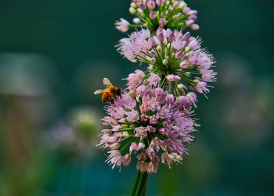 Close-up of bee pollinating on purple flower