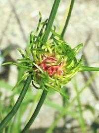 Close-up of red flowering plant