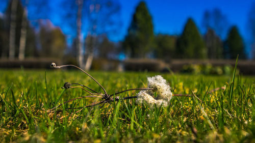 Close-up of grass