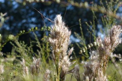 Close-up of wheat growing on field