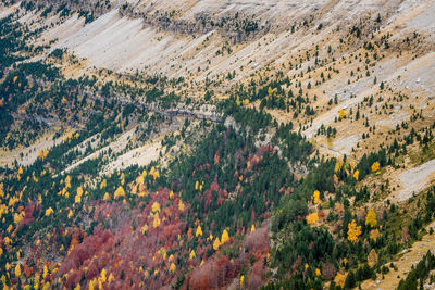 High angle view of pine trees in forest