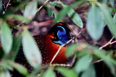 Close-up of a bird