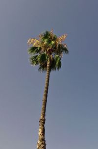 Low angle view of palm tree against clear sky