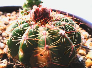 Close-up of cactus plant