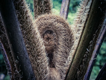 Close-up of lizard on tree trunk