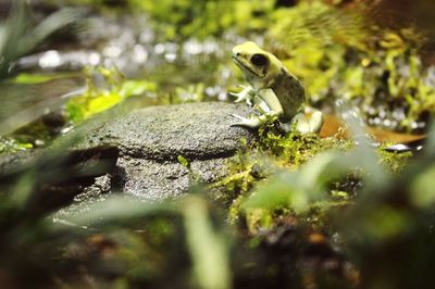 Side view of bird in water