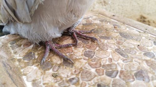 High angle view of insect on rock