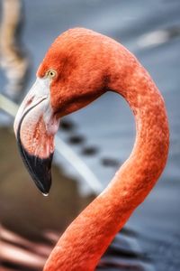 The american flamingo 