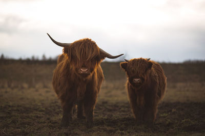 Cow standing on field against sky