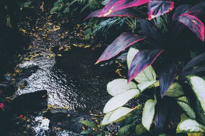 Close-up of pink flowers in water