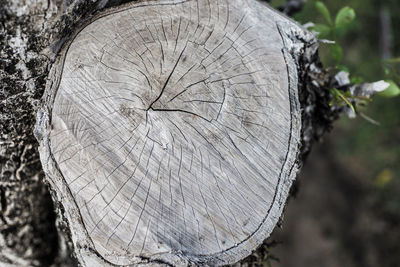 Close-up of tree stump