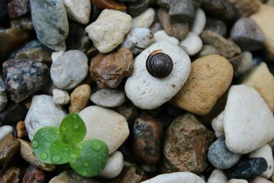 Close-up of pebbles