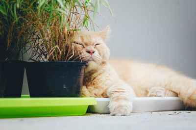 Cat lying on table