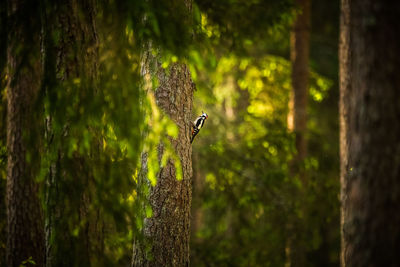 A beautiful, colorful woodpecker feeding in the pine forest. natural scenery in the woods.