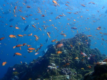 Fish swimming in sea