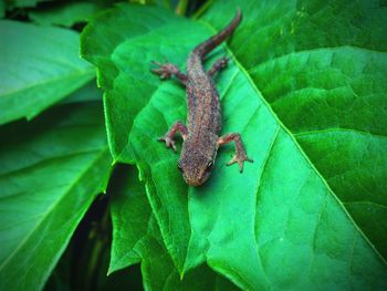 Close-up of lizard on leaf