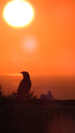 Silhouette bird perching on a orange sunset