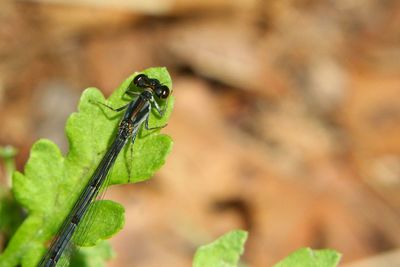 Close-up of insect on leaf