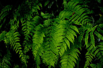 Close-up of green leaves