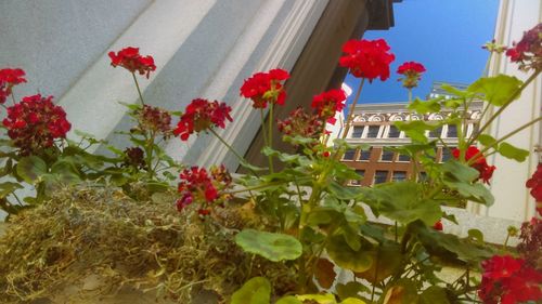 Red flowers growing on plant