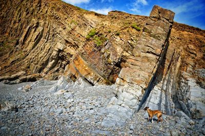 Dog by cliff at beach