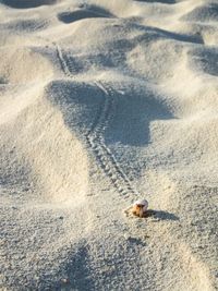 High angle view of lizard on sand at beach