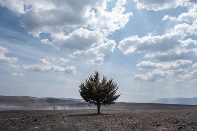 Tree on desert against sky