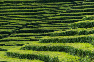 Full frame shot of agricultural field