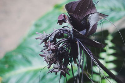 Close-up of wilted plant