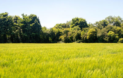 Scenic view of field against clear sky