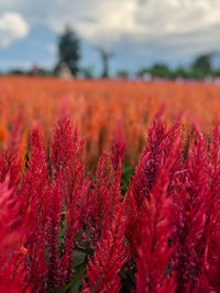 Close-up of red flowering plants on field